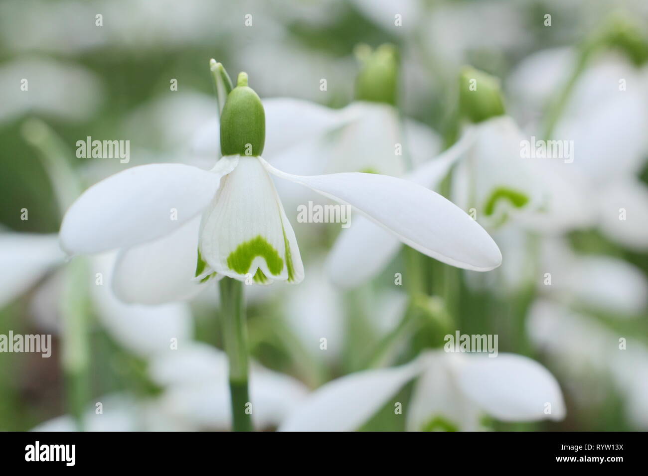 Galanthus 'S. Arnott'. Fiore profumato di Galanthus nivalis 'Sam Arnott' snowdrop in febbraio, UK giardino. Foto Stock