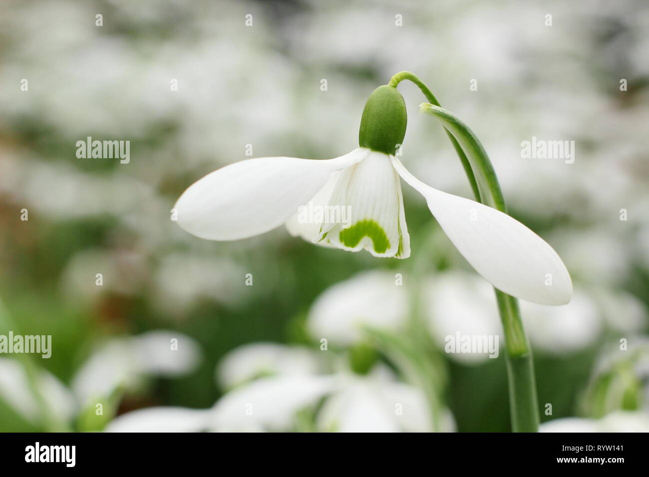Galanthus 'S. Arnott'. Fiore profumato di Galanthus nivalis 'Sam Arnott' snowdrop in febbraio, UK giardino. Foto Stock