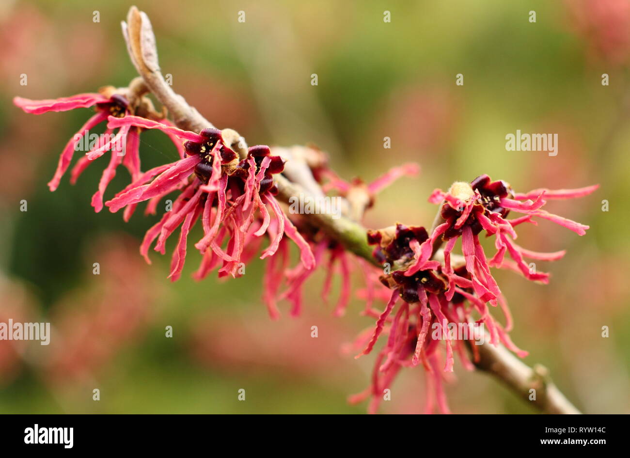 Hamamelis x intermedia ' Diane'. Spidery, deep orange blumi di amamelide 'Diane' in un giardino d'inverno, REGNO UNITO Foto Stock