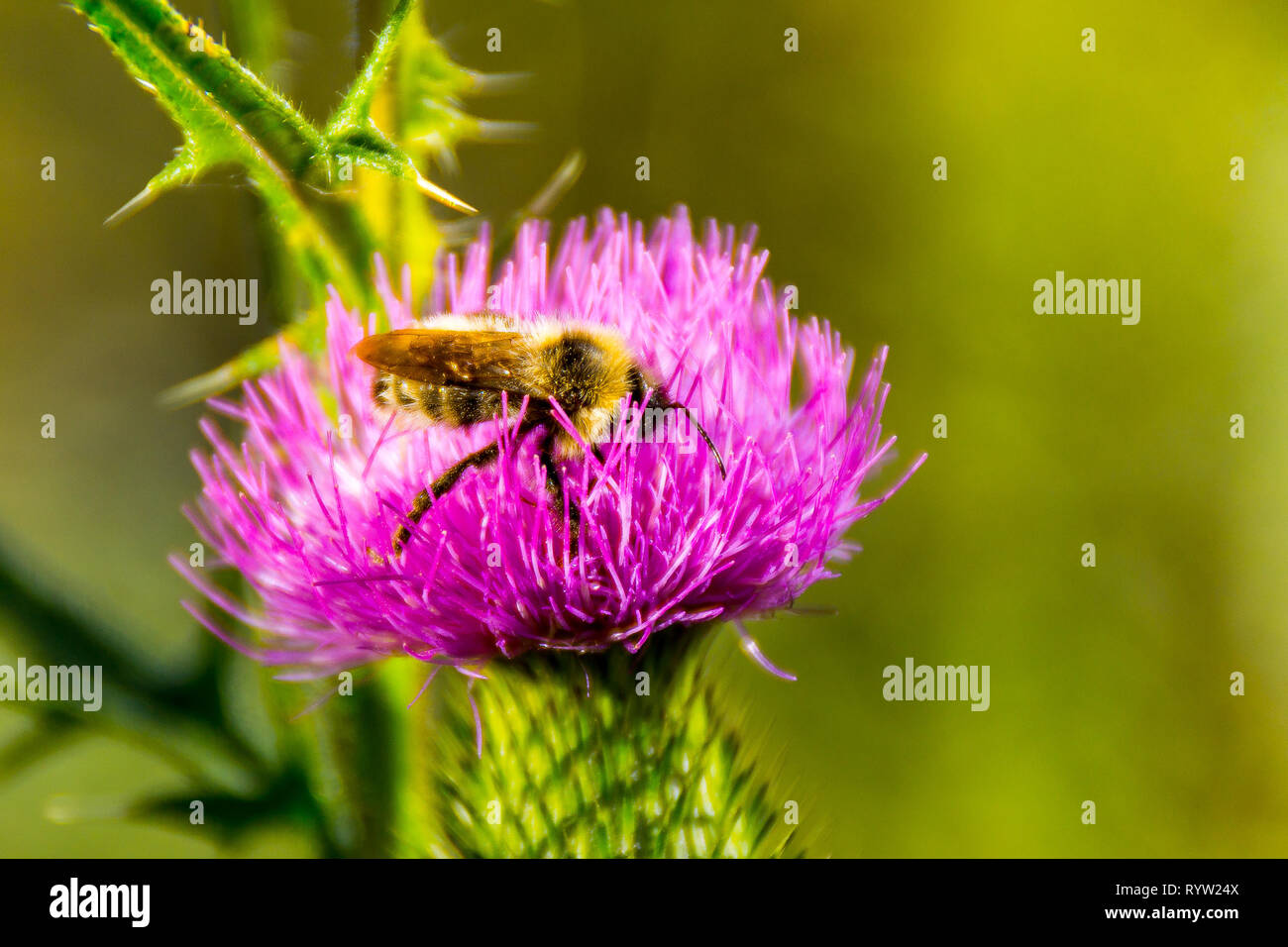 Ape su un fiore, impollinazione di piante infestanti, raccolta di nettare, prato estivo Foto Stock