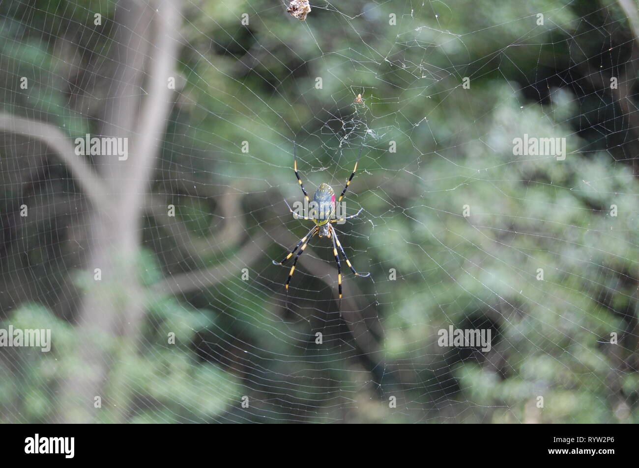 Joro Giapponese ragno sul Web Foto Stock