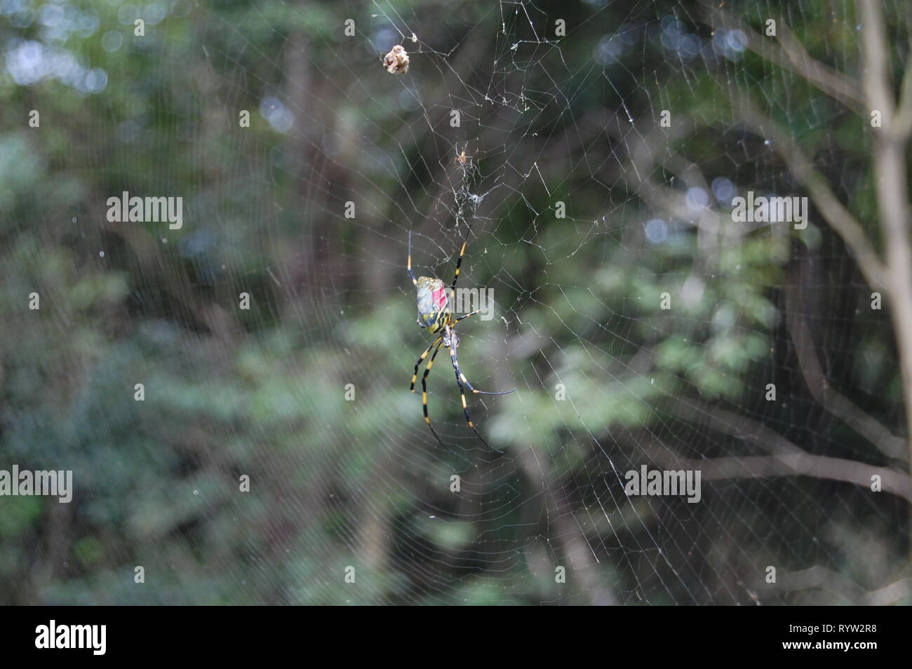 Joro Giapponese ragno sul Web Foto Stock