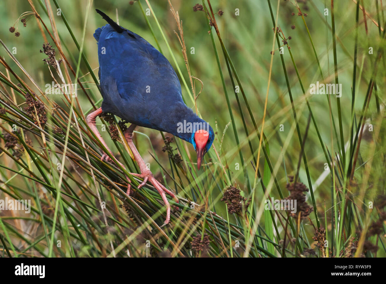 Purple Swamphen (Porphyrio porphyrio). Granada, Spagna Foto Stock