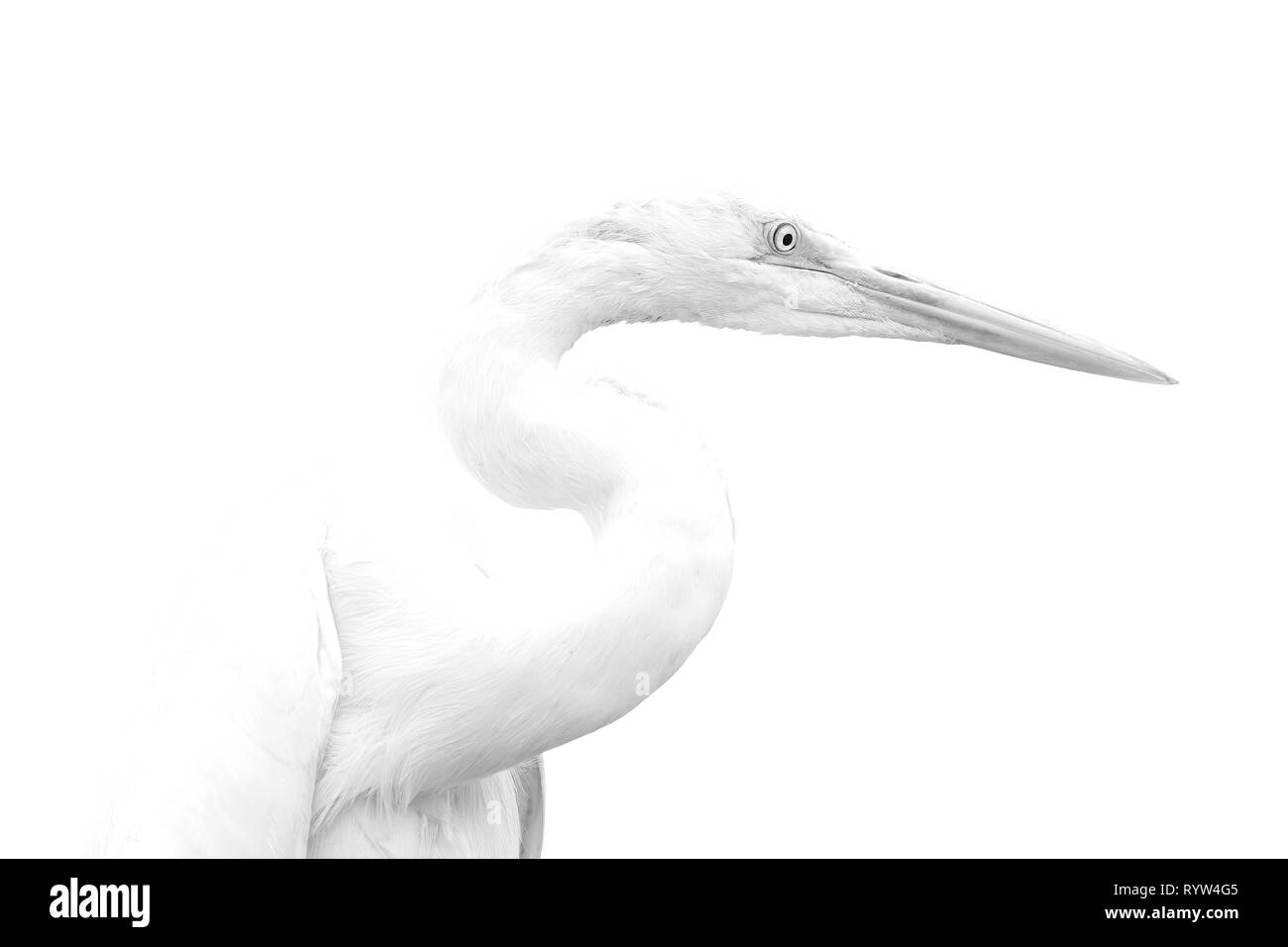 Airone bianco maggiore (Ardea alba), il particolare della testa di splendido esemplare in libertà Foto Stock
