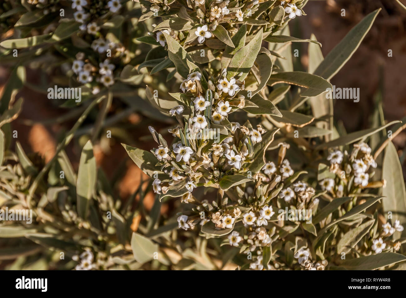 Blooming knotgrass comune (birdweed, pigweed, lowgrass, Polygonum sp.) nel deserto di Arabia Saudita Foto Stock