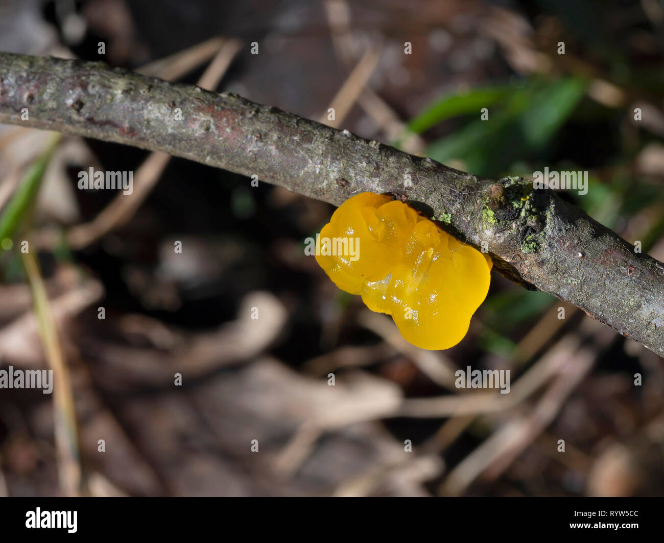 Tremella mesenterica, comune, jelly fungo. Foto Stock