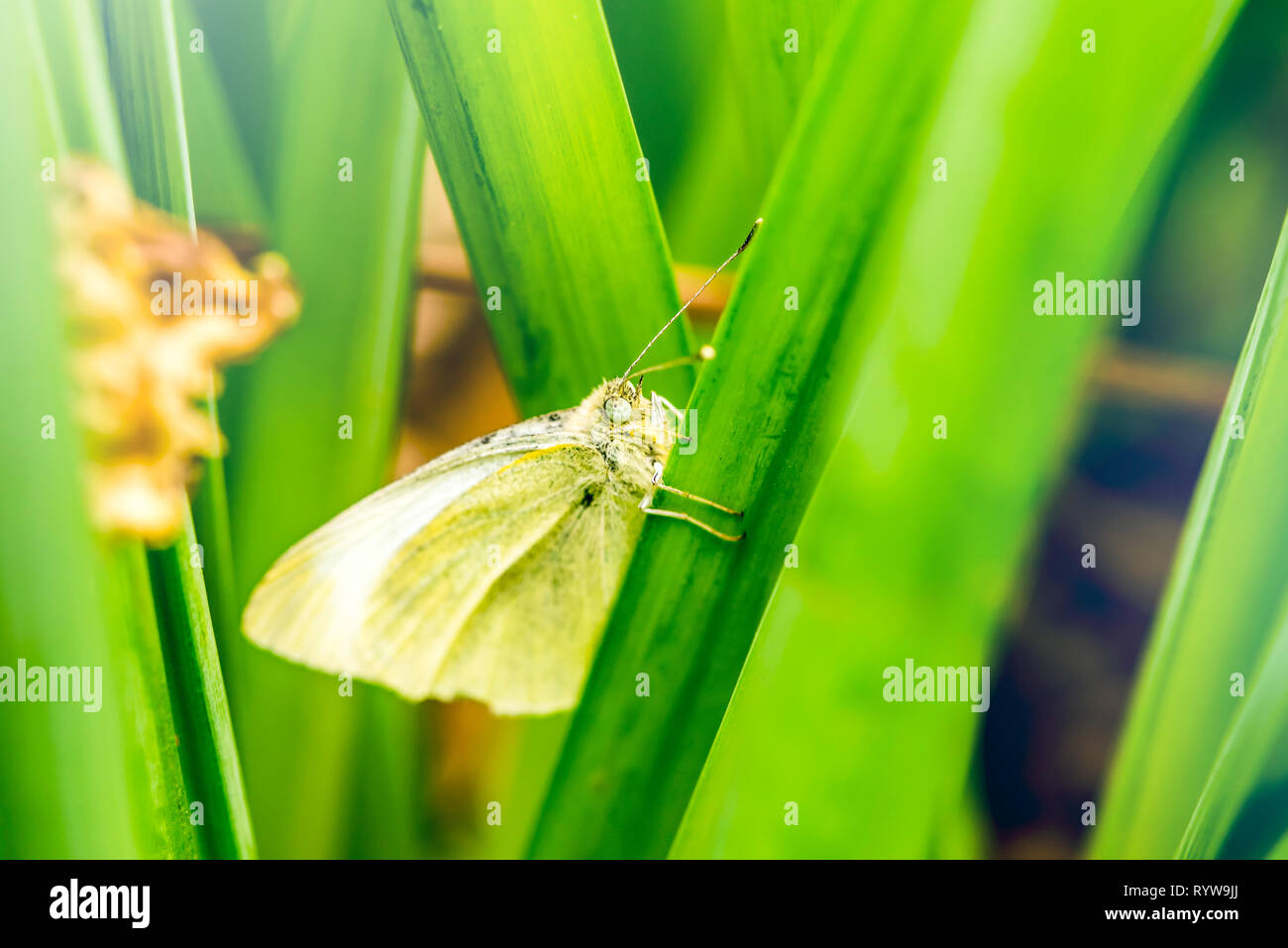 Una falena verde chiaro che riposa su blade d'erba durante il giorno Foto Stock