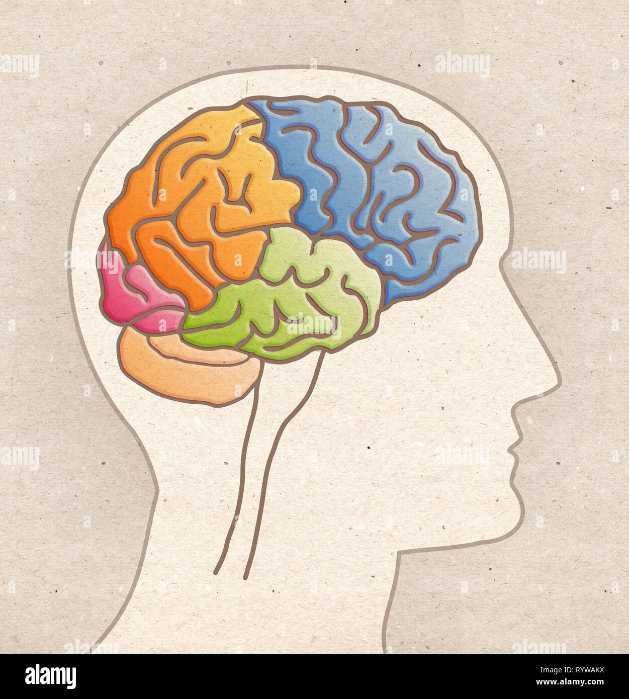 Anatomia umana disegno - Profilo testa con i lobi del cervello Foto Stock