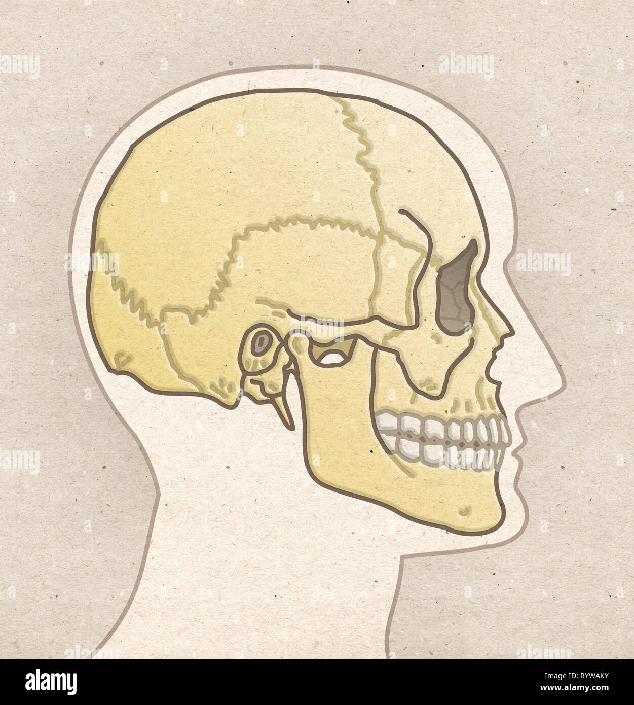 Anatomia umana disegno - Profilo testa con cranio Foto Stock