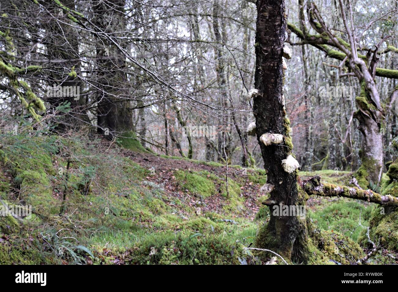 Staffa funghi (Fomitopsis Betulina) su una betulla (Betula) in un Sitka Spruce Plantation. Foto Stock