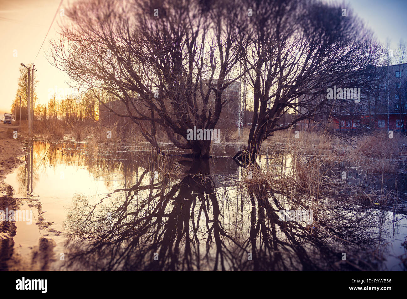 Un albero è riflesso in una pozzanghera. La molla dipinti. Pozzanghere e fango Foto Stock