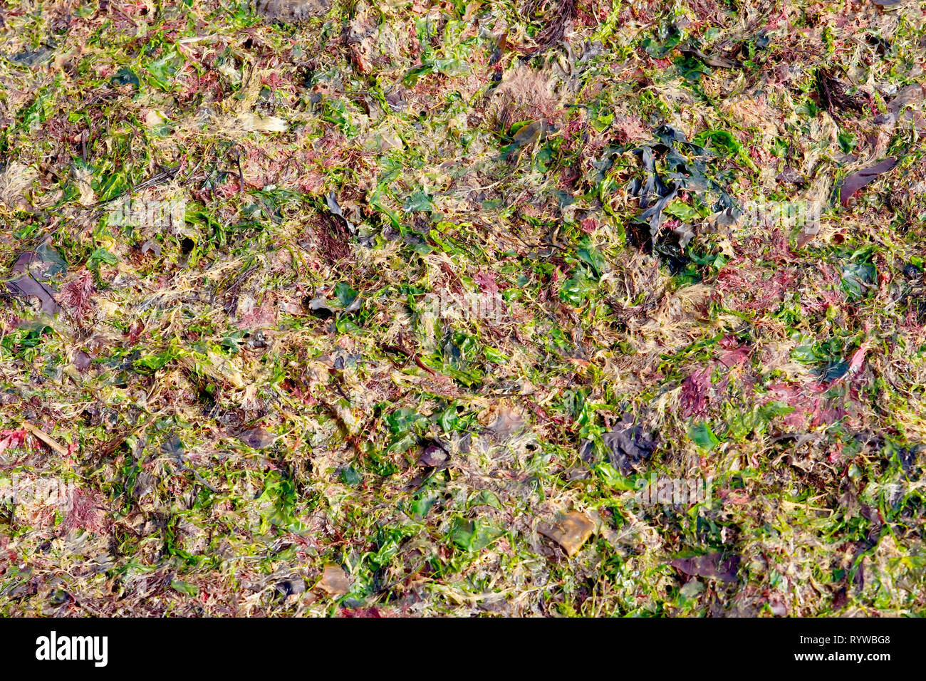 Un abstract colpo di varie alghe colorate lavato fino sulla spiaggia dopo una notte di tempesta. Foto Stock