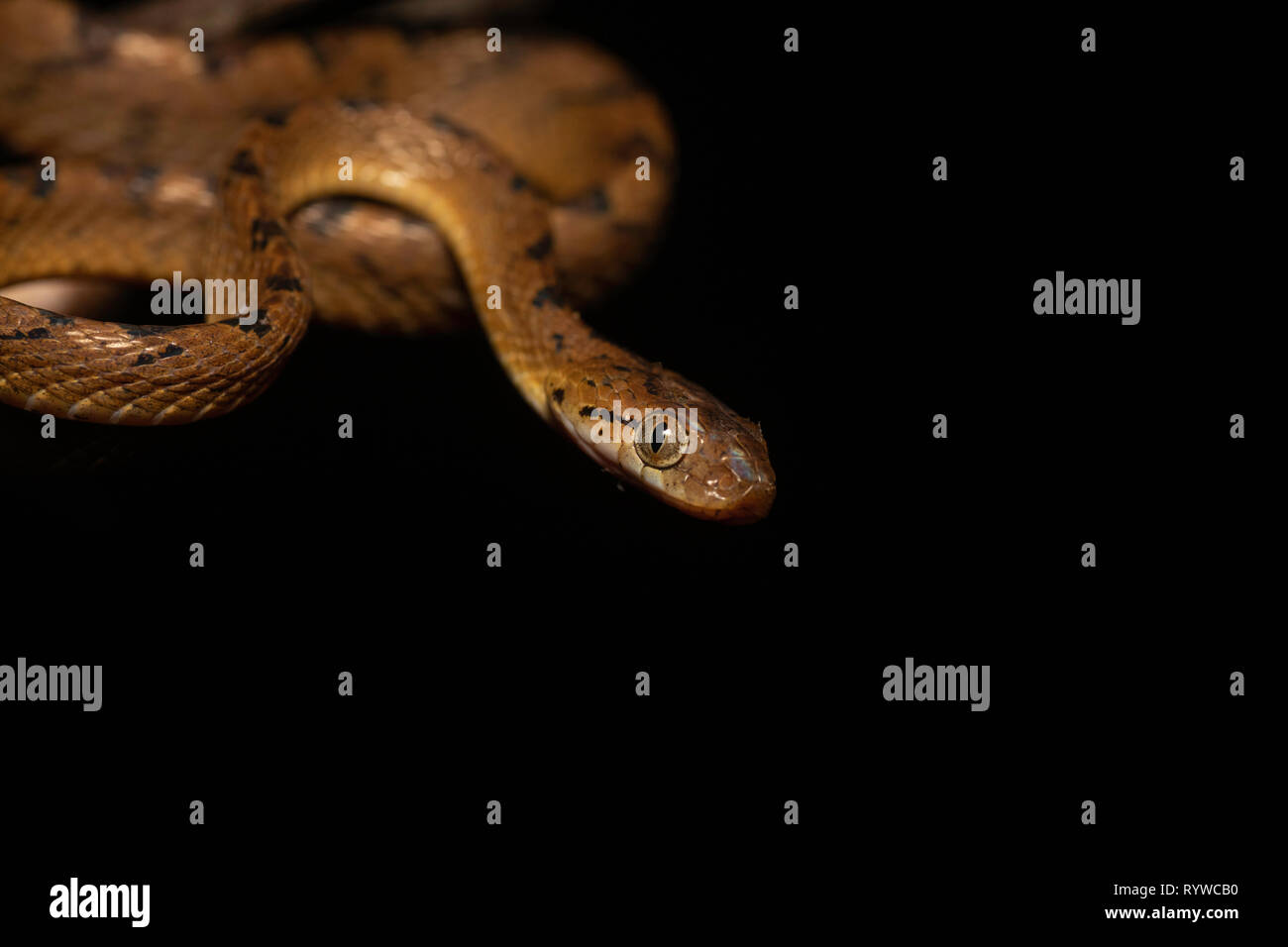 Ceylon Cat Snake- Boiga ceylonensis su sfondo nero, Satara, Maharashtra, India Foto Stock