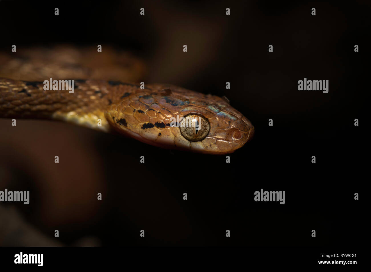 Colpo alla testa del gatto di Ceylon Snake- Boiga ceylonensis, Satara, Maharashtra, India Foto Stock
