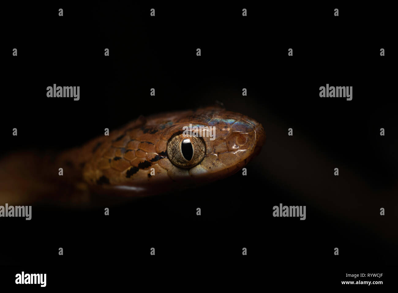 Testa del gatto di Ceylon Snake- Boiga ceylonensis, Satara, Maharashtra, India Foto Stock