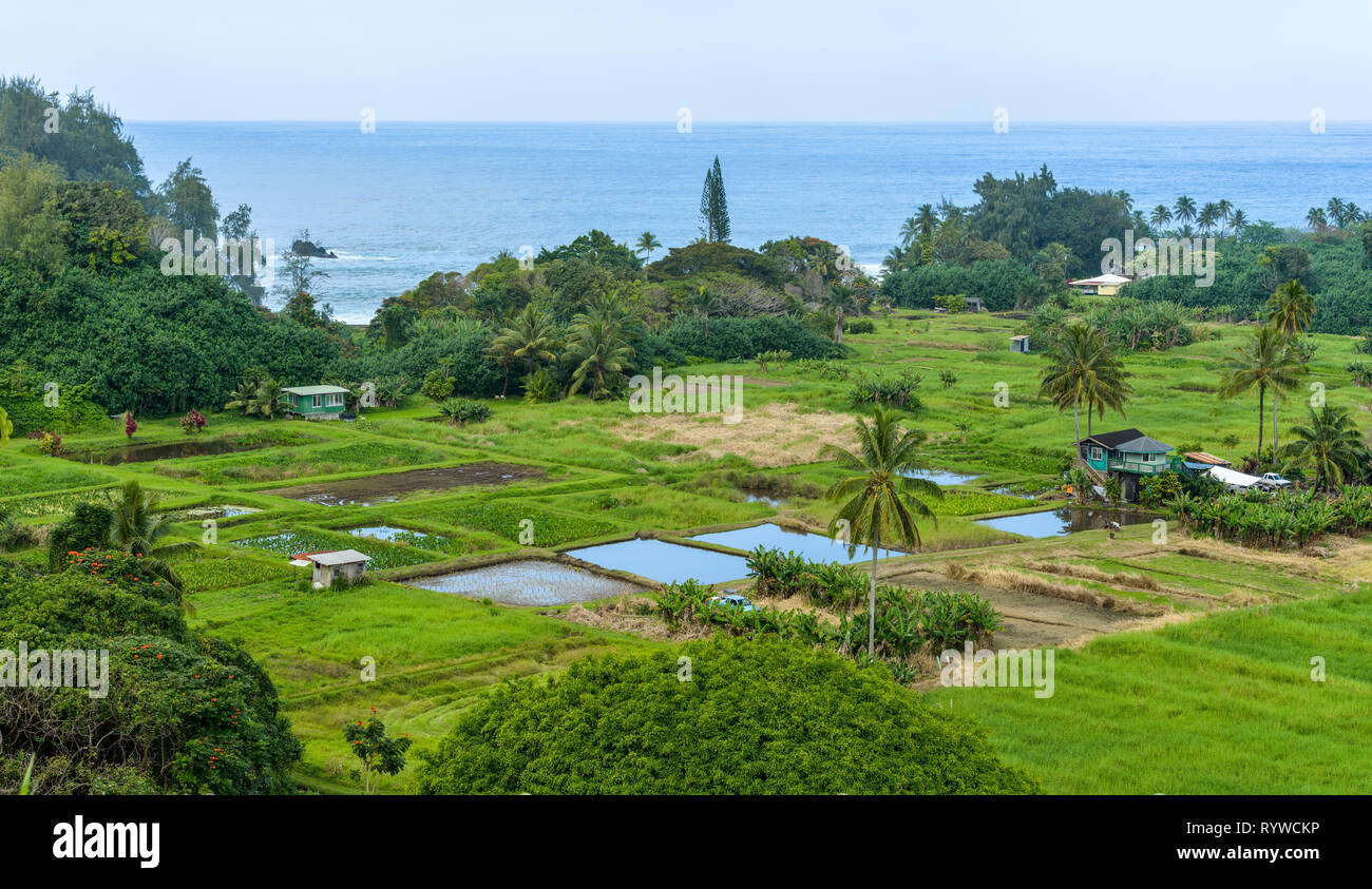 Mare tropicale Farm - Una bella fattoria sul mare a nord-est della costa di Maui, come si vede dalla strada a Hana Highway, Hawaii, Stati Uniti d'America. Foto Stock