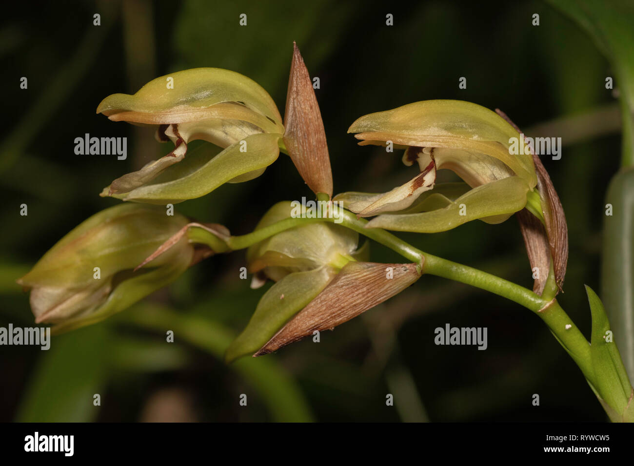 Coelogyne fuscescens orchid,Durgapur village, Assam, India Foto Stock