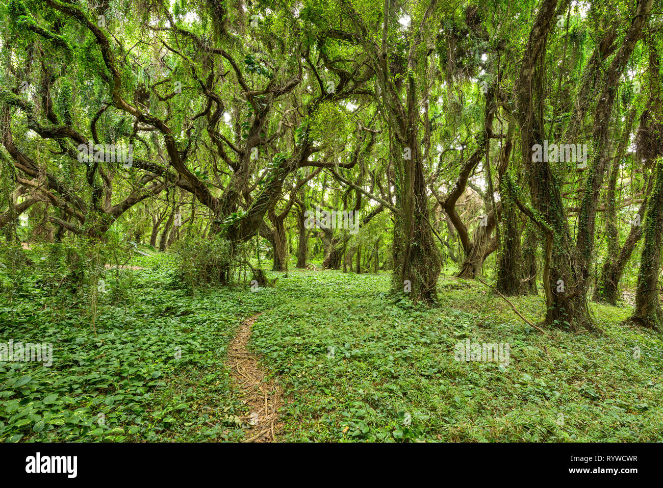 Nella giungla - un sentiero escursionistico avvolgimento attraverso una fitta pioggia tropicale-foresta. Maui, Hawaii, Stati Uniti d'America. Foto Stock