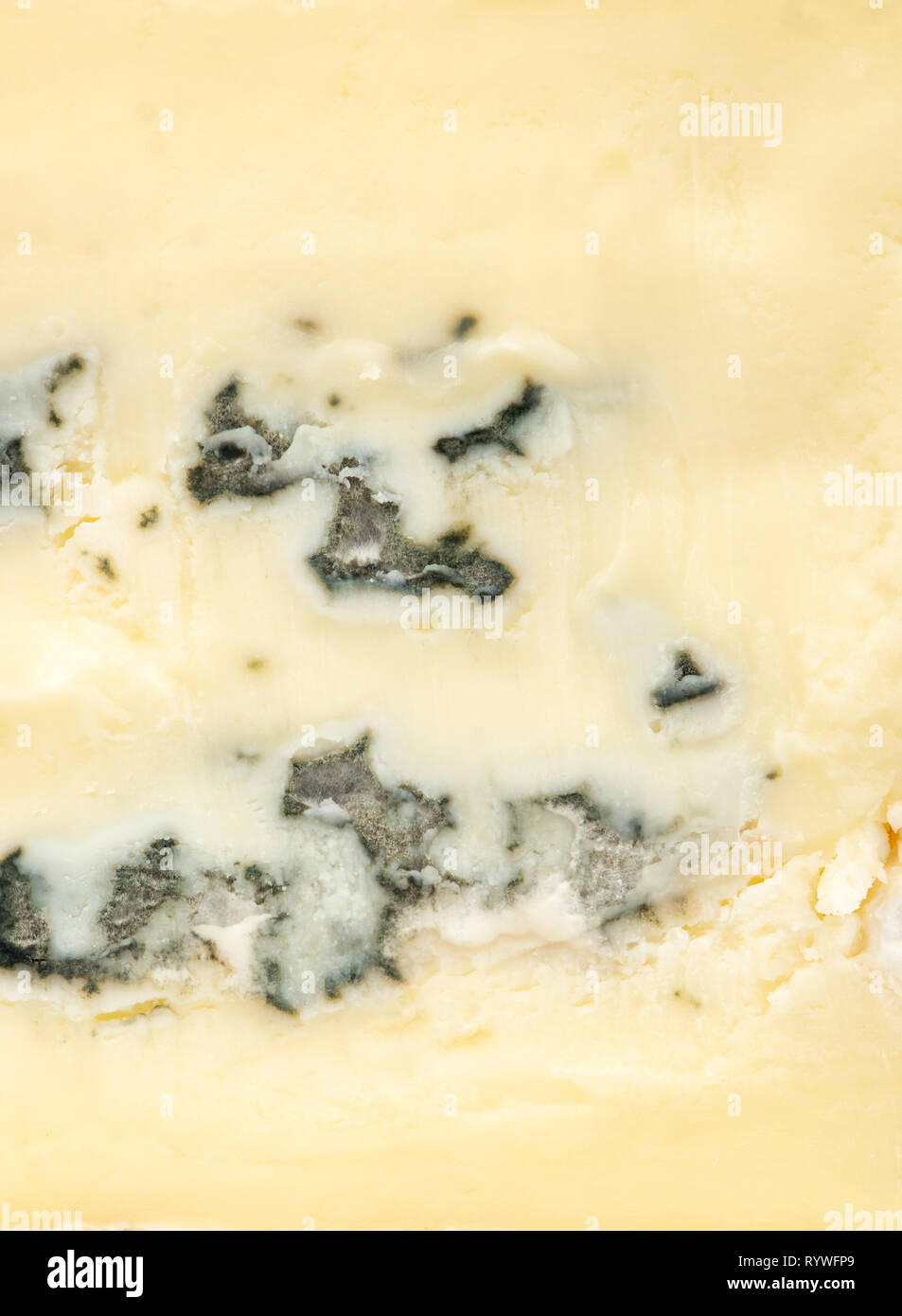 Formaggio Brie con blue la chiusura stampo fino Foto Stock