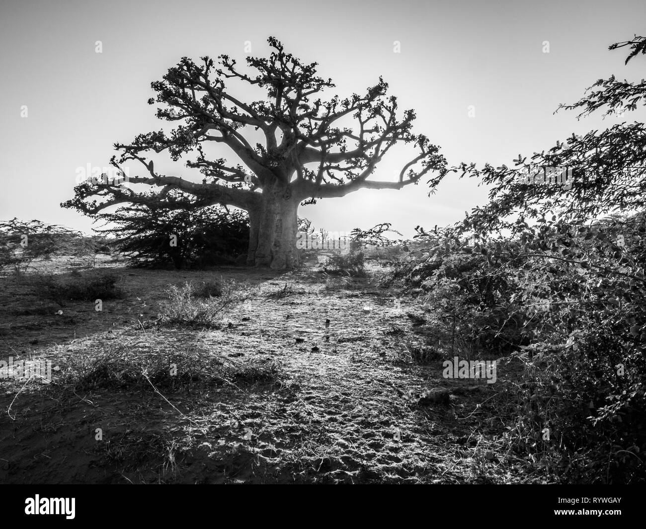 Silhouette di baobab al tramonto con lo sfondo giallo. Albero della felicità, Senegal. Africa Foto Stock