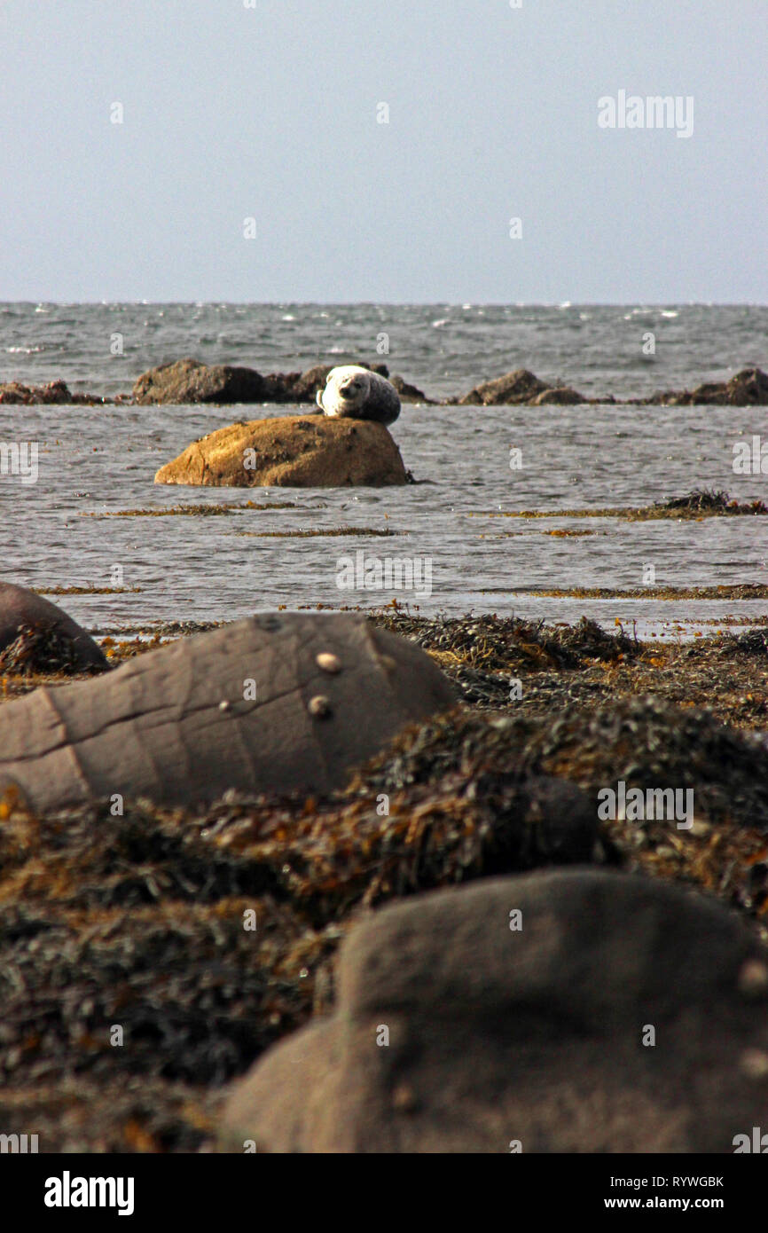 Kildonan beach e la guarnizione crogiolarsi sulle rocce isola di Arran Foto Stock