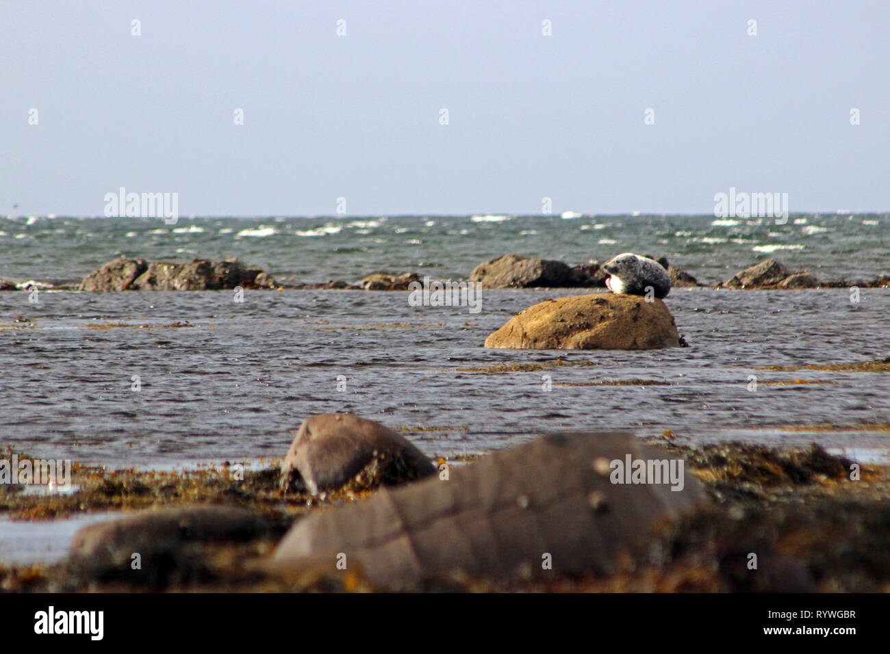 Kildonan beach e la guarnizione crogiolarsi sulle rocce isola di Arran Foto Stock