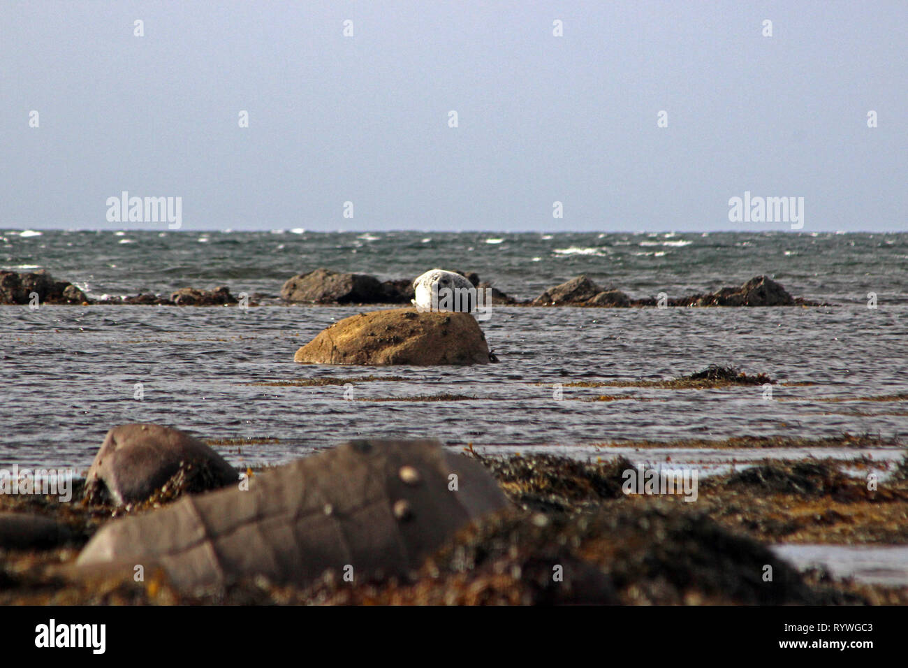 Kildonan beach e la guarnizione crogiolarsi sulle rocce isola di Arran Foto Stock