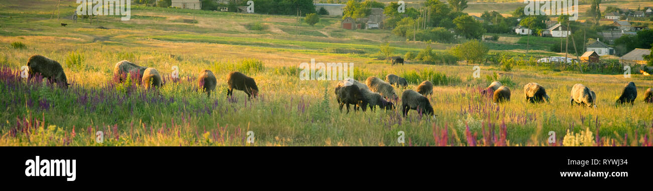 Pecore pascolano in un campo di fiori al tramonto. Foto Stock