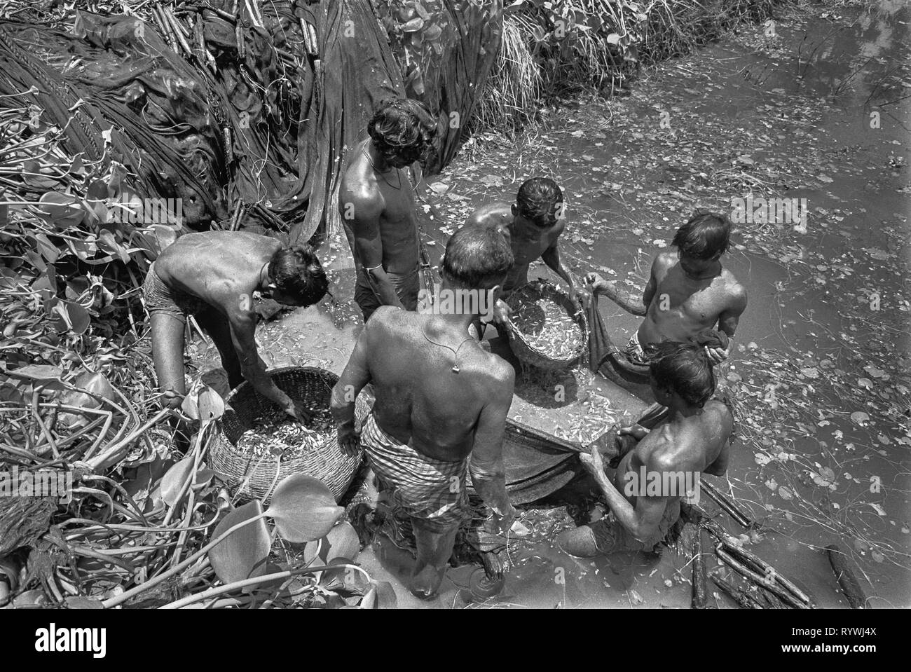 53/16 la pesca nel serbatoio Tajpur 1981 Foto Stock