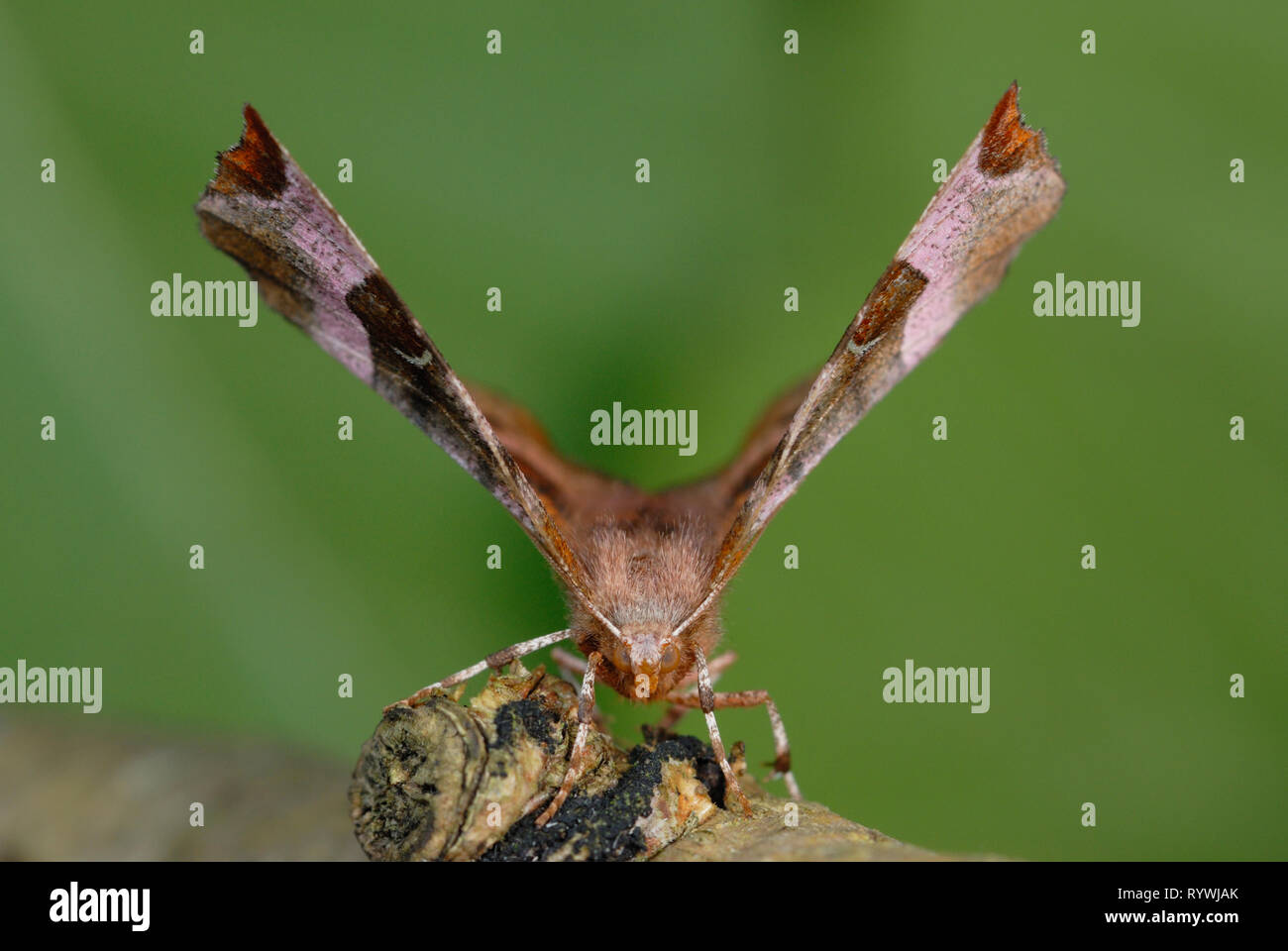Viola Thorn tarma (Selenia tetralunaria) in appoggio su di un registro Foto Stock