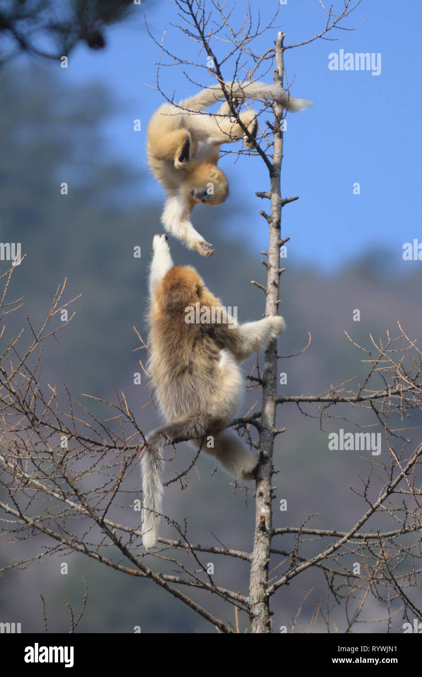 Giovani Golden camuso naso-scimmie (Rhinopithecus roxellana) giocando in un albero-top Foto Stock