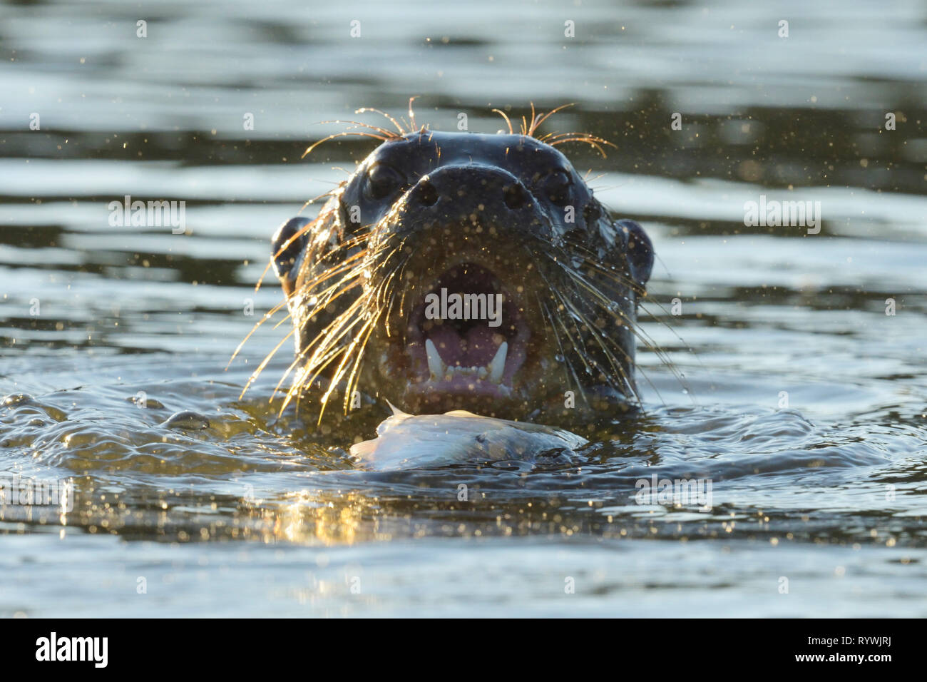 Giant Lontra di fiume (Pteronura brasiliensis) chiamando mentre mangia un pesce Foto Stock
