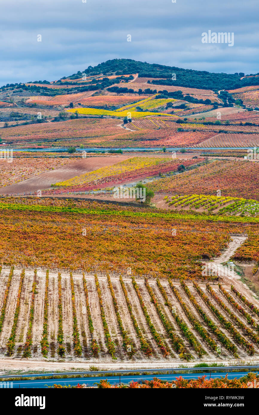 Vigneti in autunno. Foto Stock