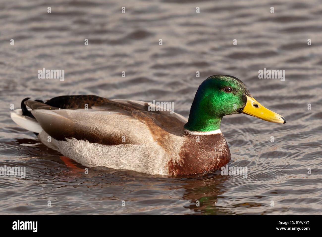 Fotografie di anatre nuotare in un loch/lago Foto Stock