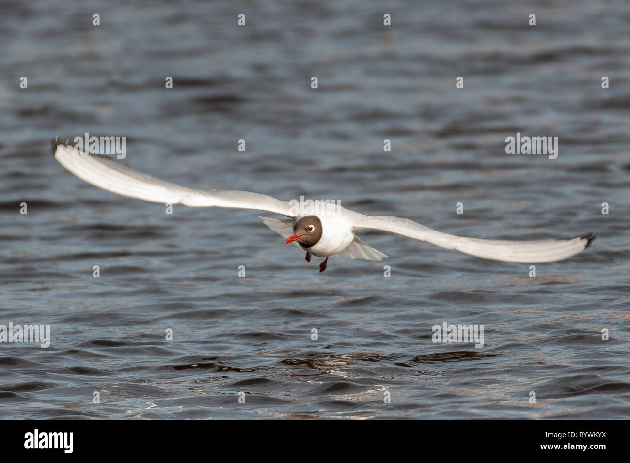 Fotografia di gabbiani a volare su un giorno di primavera Foto Stock