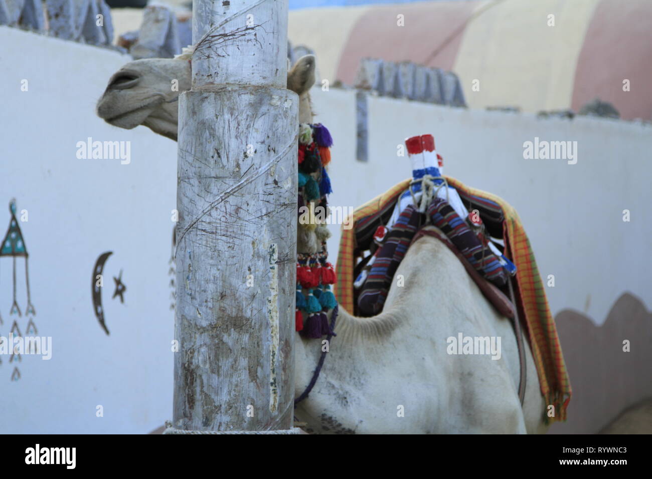 Ritratto di un cammello, Isola Elefantina, Aswan, Alto Egitto, Nord Africa e Medio Oriente Foto Stock