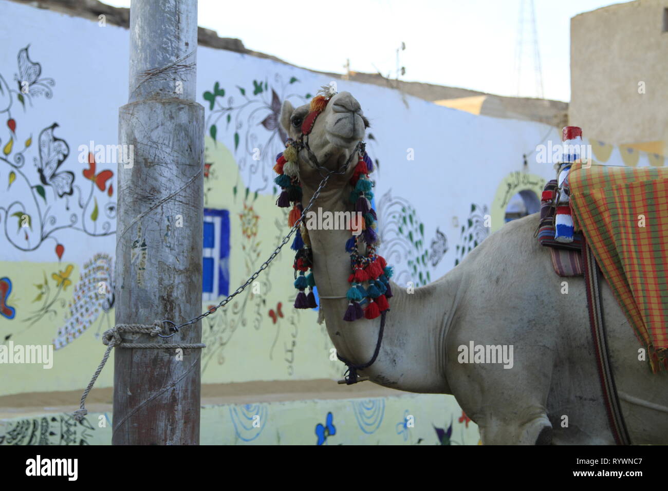 Ritratto di un cammello, Isola Elefantina, Aswan, Alto Egitto, Nord Africa e Medio Oriente Foto Stock