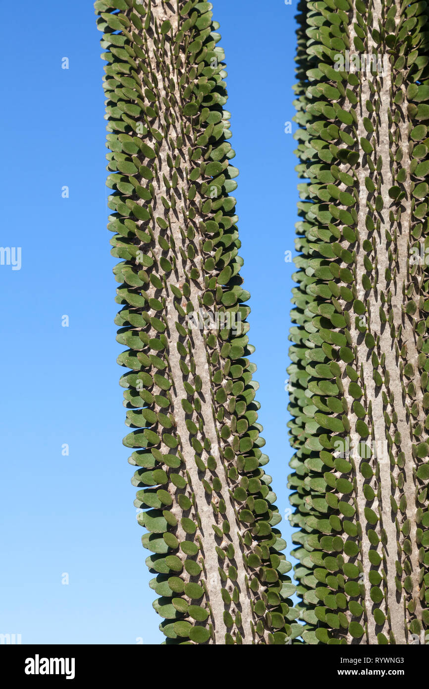 Close up dettaglio dello stelo e delle foglie di Allluadia procura, o il Madagascar Ocotillo, decidui succulente colonnare endemiche del Madagascar Foto Stock