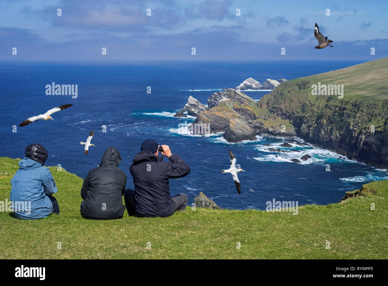 Gli amanti del birdwatching guardando le sule e grande skua soaring passato scogliere sul mare e pile a colonia di pinguini a Hermaness, Unst, isole Shetland, Scotland, Regno Unito Foto Stock