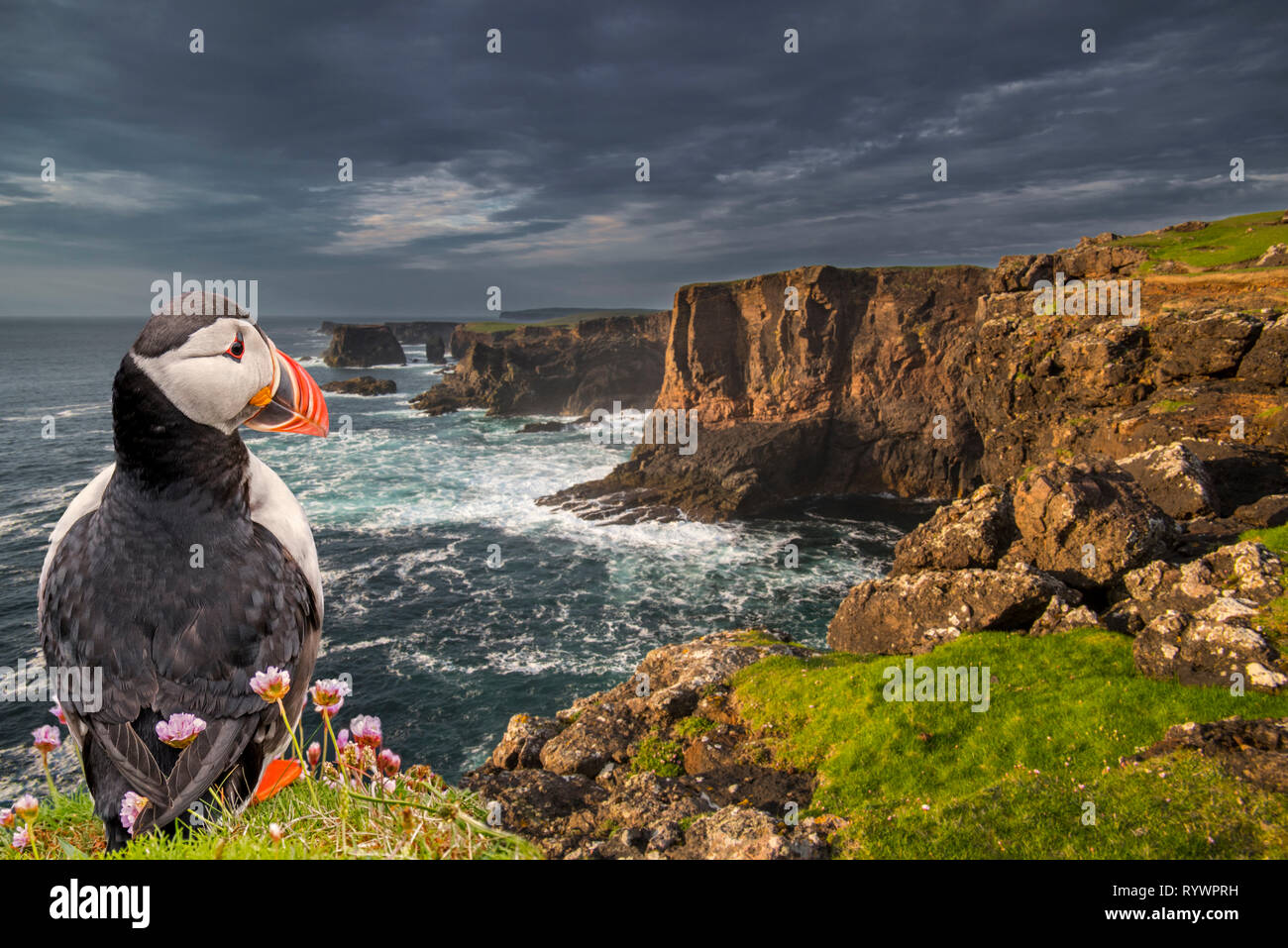 Puffin (Fratercula arctica) a Eshaness / Esha Ness al tramonto e si avvicina al Dark nuvole temporalesche in Northmavine, isole Shetland, Scotland, Regno Unito Foto Stock