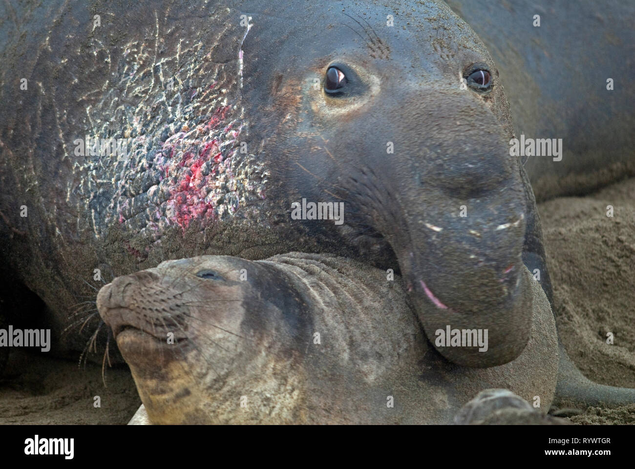 Un toro guarnizione di elefante con un collo pieno di cicatrici di battaglia si accoppia con una femmina. Foto Stock