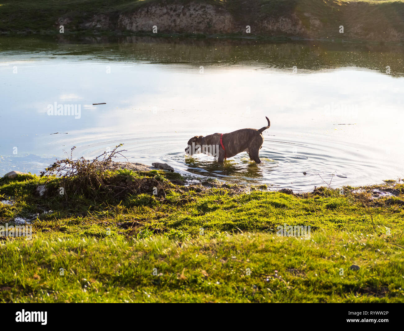 Un giovane cane di american staffordshire razza in una laguna Foto Stock