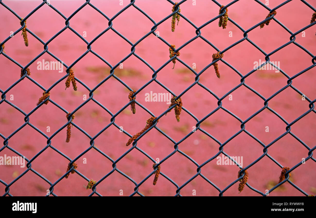 Amenti appendere da una catena di collegamento recinto contro un sfondo rosa, whitstable kent, Inghilterra. Foto Stock