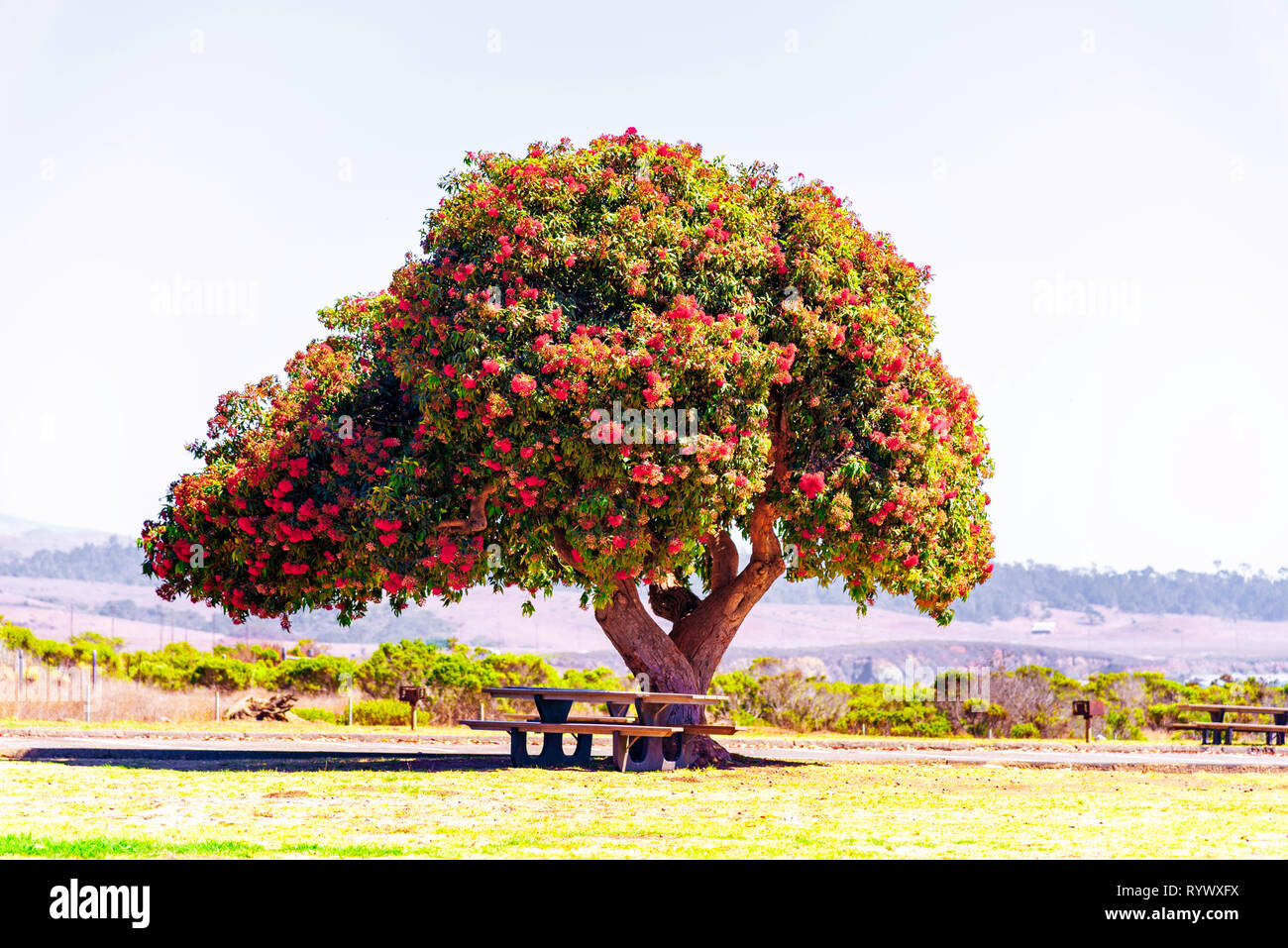 Albero con fiori di colore rosso e un tavolo da pic-nic sotto agli alberi nel parco sotto il cielo blu. Foto Stock