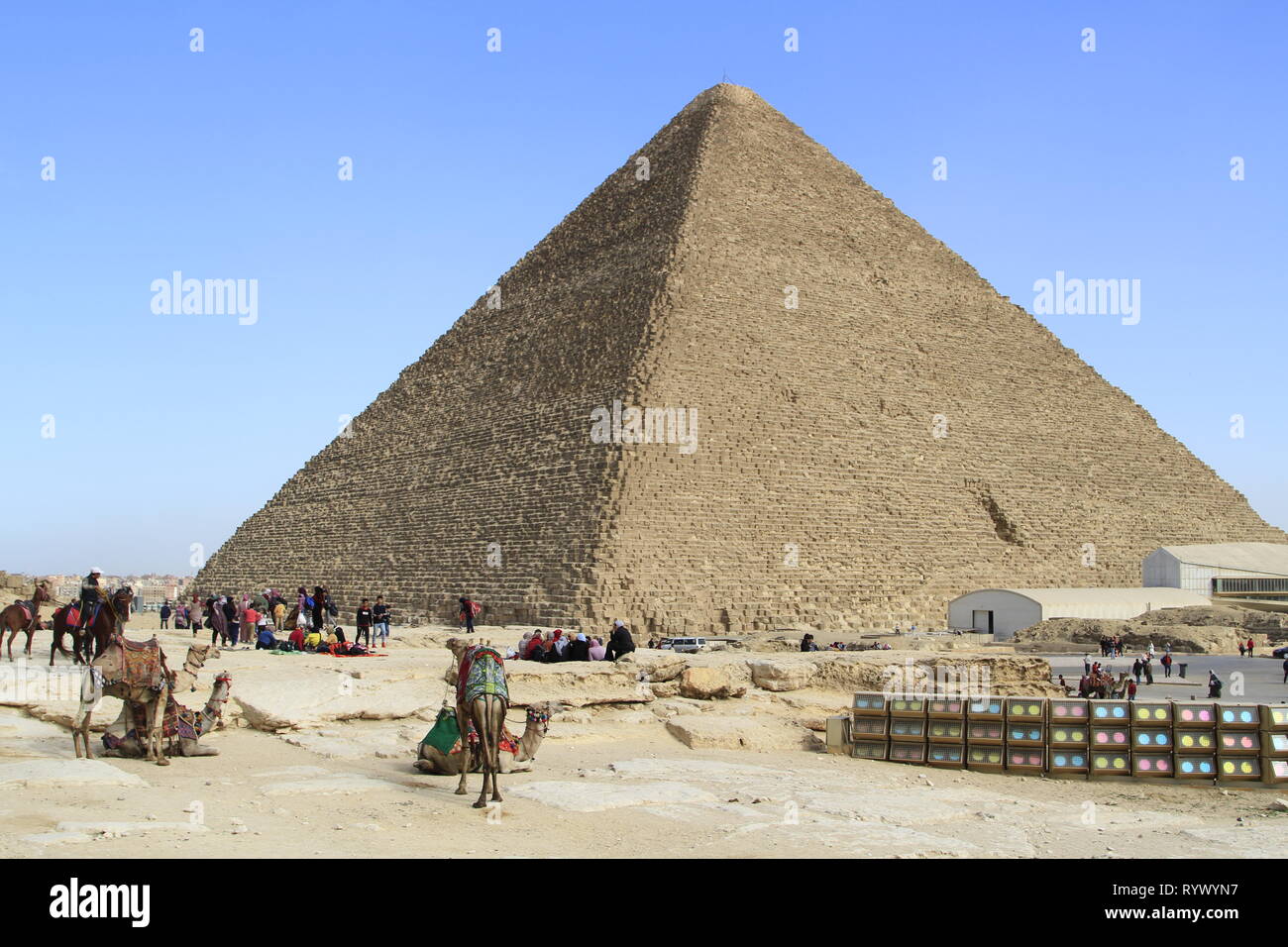 Cammelli sellati e di attesa per i visitatori di pagare a cavalcarli, Piramide di Giza complesso, il Cairo, Egitto Foto Stock