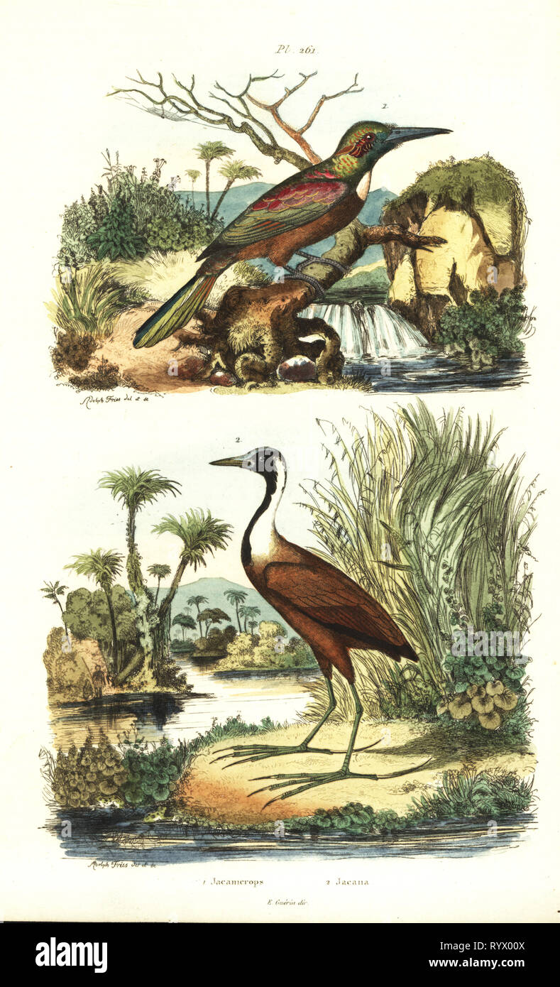 Grande jacamar, Jacamerops aureus e settentrionale, jacana Jacana spinosa. Handcolored incisione in acciaio trafilato e inciso da Adolph patatine da Felix-Edouard Guerin-Meneville's Dictionnaire pittoresco d'Histoire Naturelle (pittoresco Dizionario di storia naturale), Parigi, 1834-39. Foto Stock