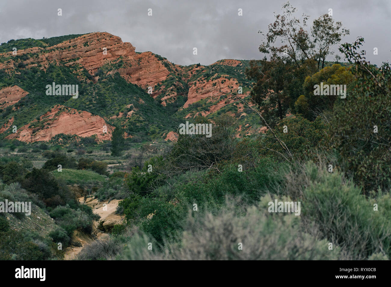 Un Red Rock Canyon con una sabbia scogliera di pietra coperta di verde vita vegetale Foto Stock