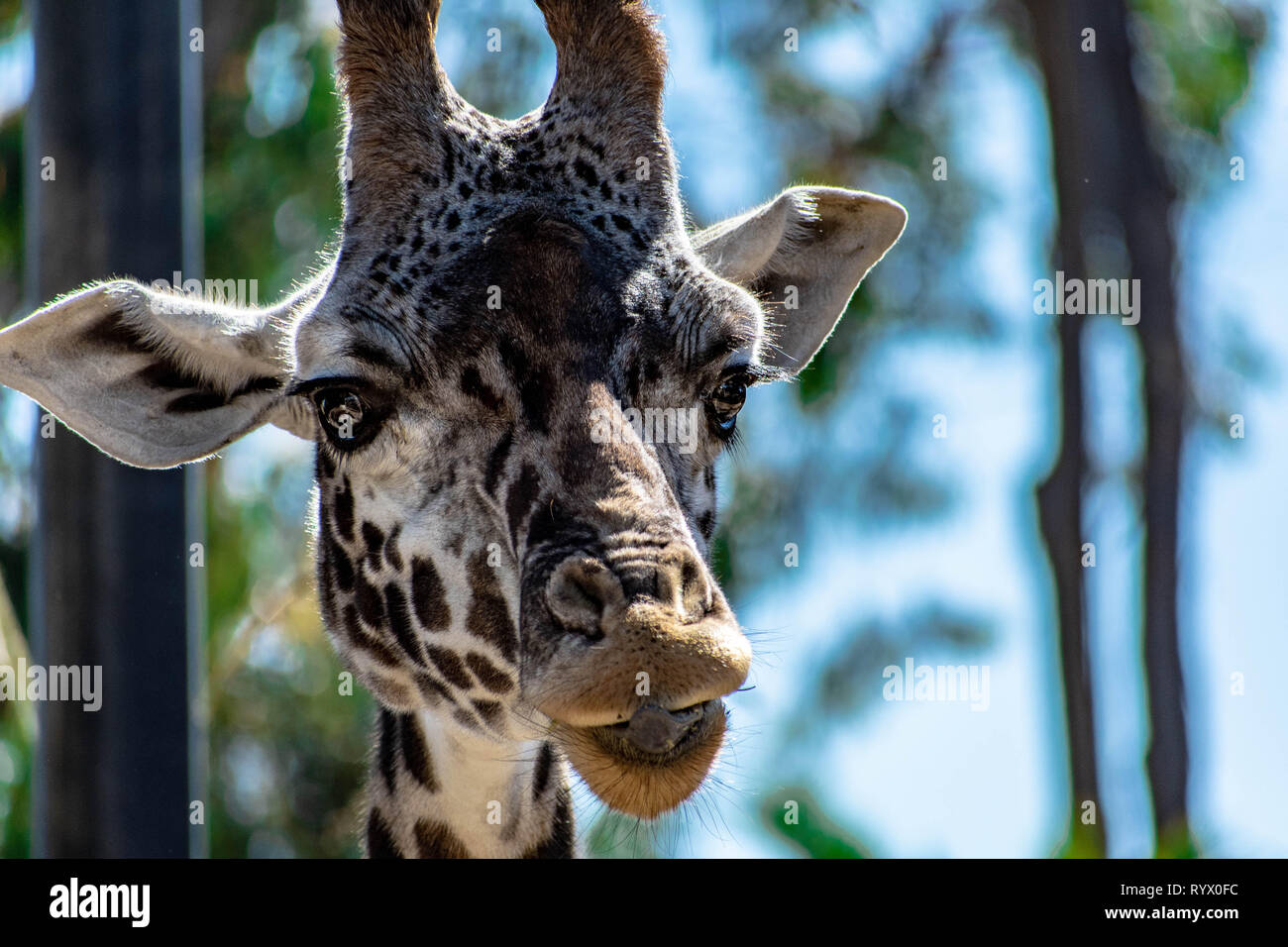 Una chiusura della testa di una giraffa Foto Stock