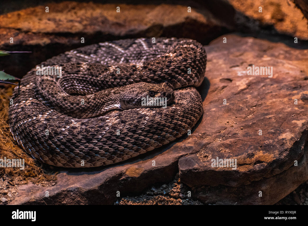 Un rattlesnake avvolto in appoggio su di una roccia e pronti a colpire. Deadly rettili la miscelazione in ambiente naturale circostante. Foto Stock
