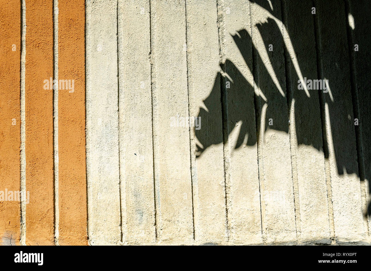 Close-up di muro di cemento con foglie di palma ombre sulla superficie. Foto Stock